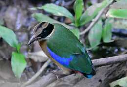 Image of Blue-winged Pitta
