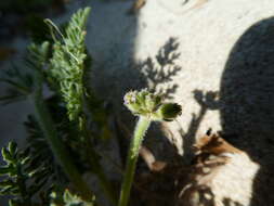 Daucus pumilus (L.) Hoffm. & Link resmi