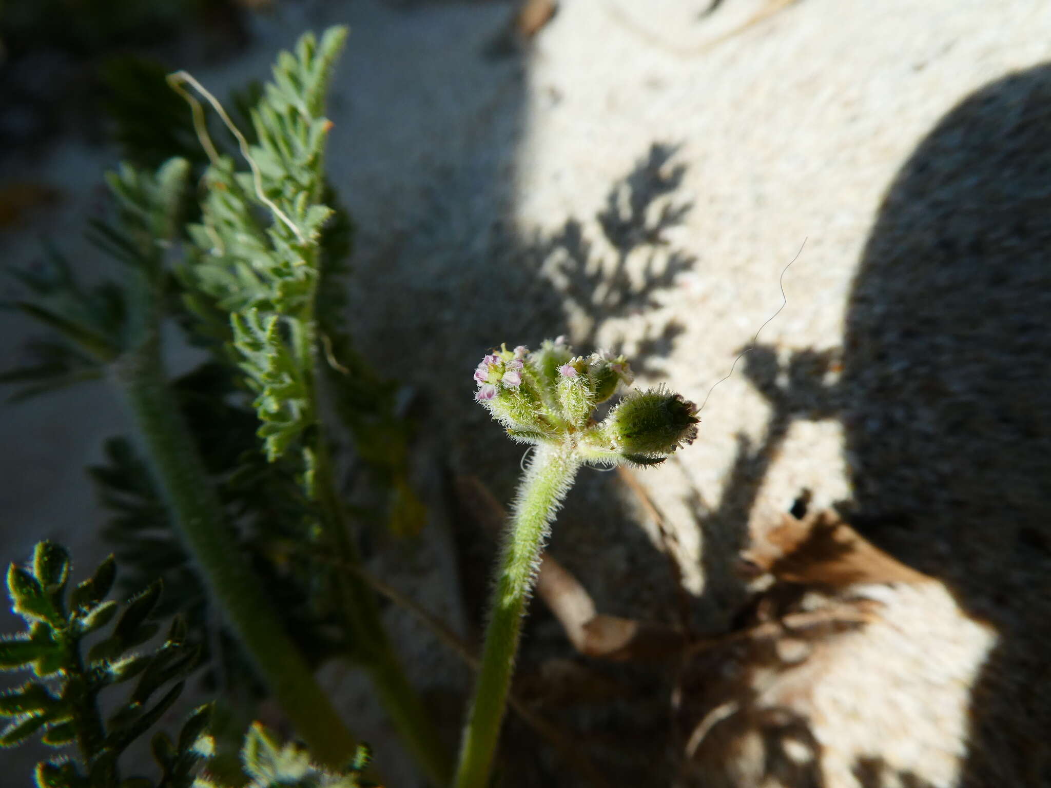 Imagem de Daucus pumilus (L.) Hoffm. & Link