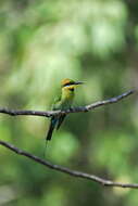 Image of Rainbow Bee-eater