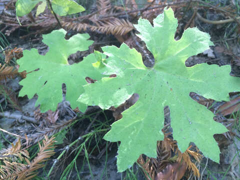 Petasites frigidus var. palmatus (Ait.) Cronq.的圖片