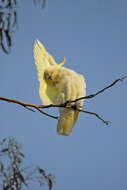 Image of Sulphur-crested Cockatoo