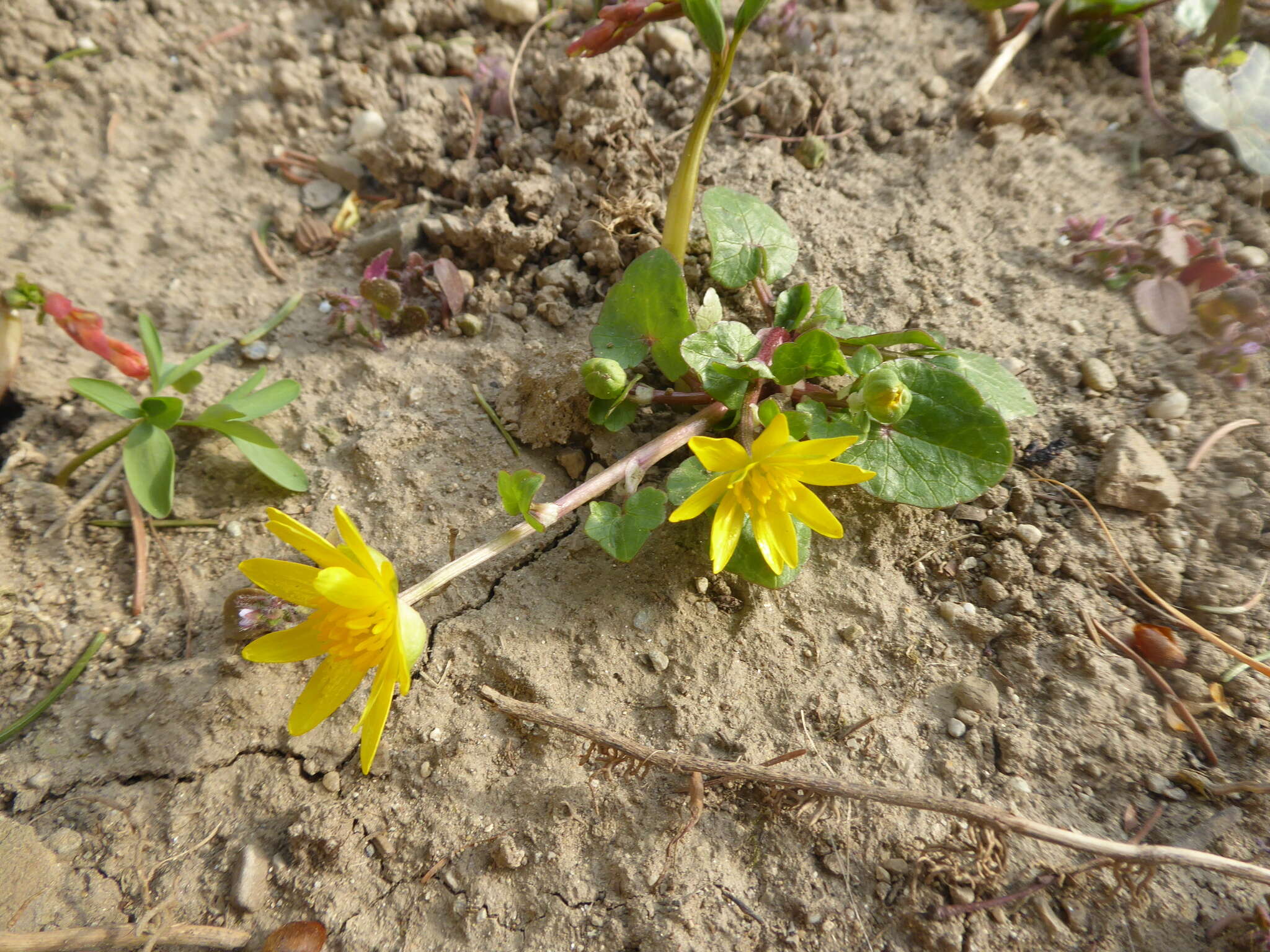 Ficaria verna subsp. verna resmi