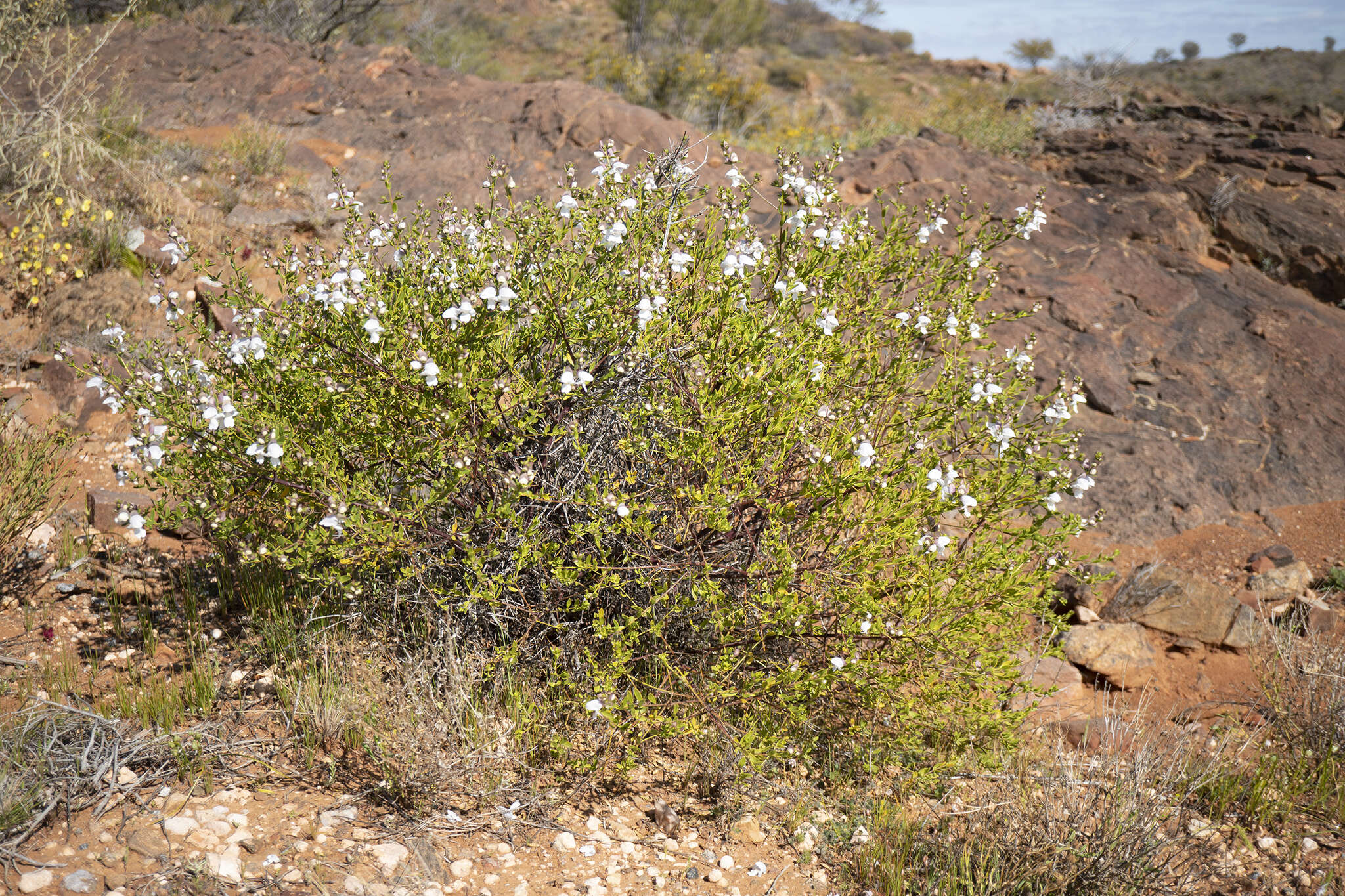 Imagem de Prostanthera striatiflora F. Muell.