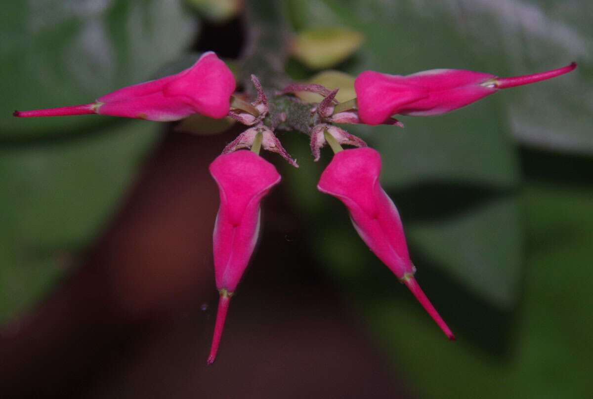 Plancia ëd Euphorbia tithymaloides subsp. smallii (Millsp.) V. W. Steinm.