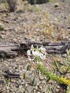 Image of Cleome chilensis DC.