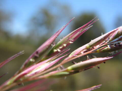 Image of Tasmanian wallaby grass