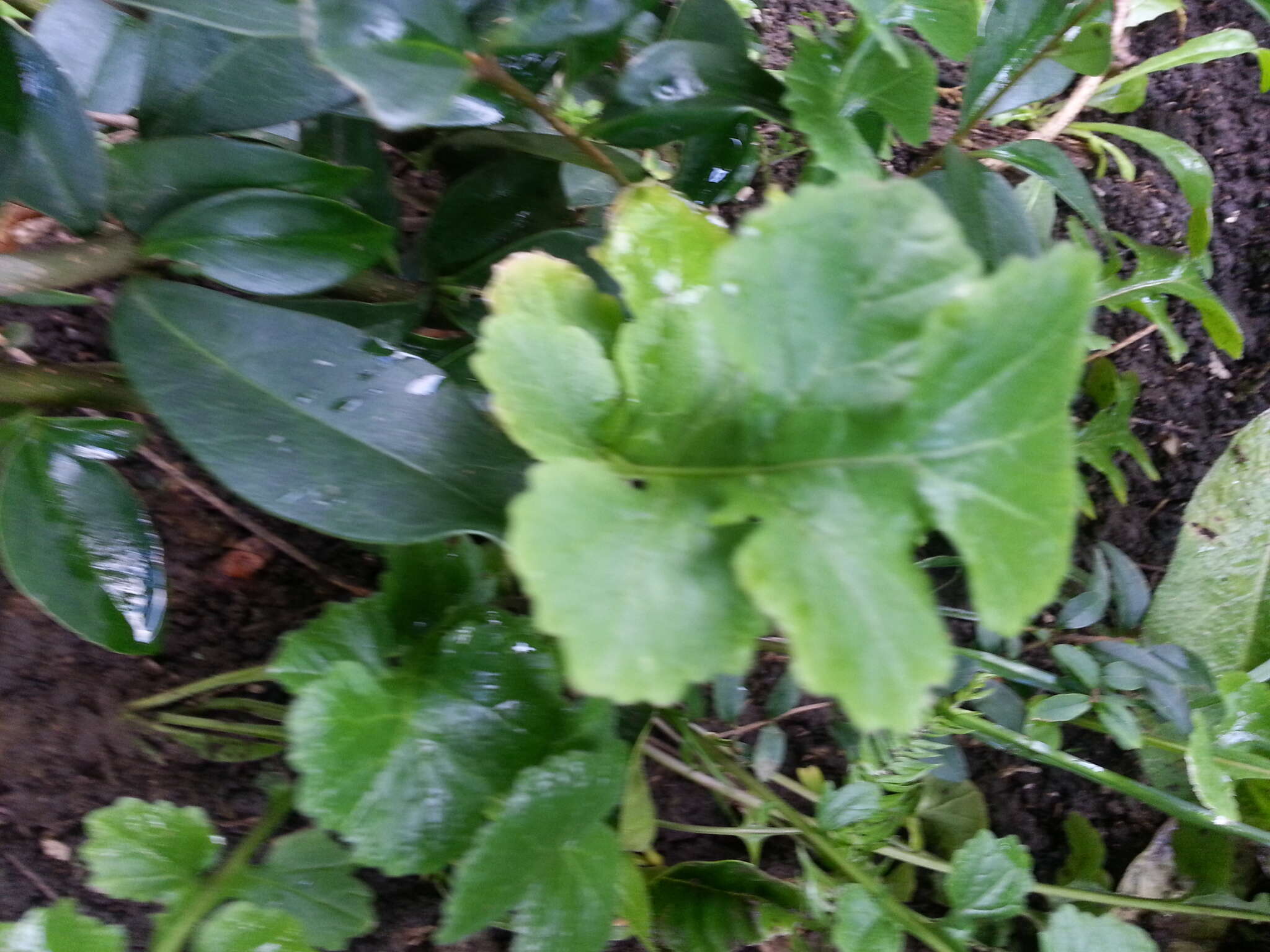 Image of wild radish