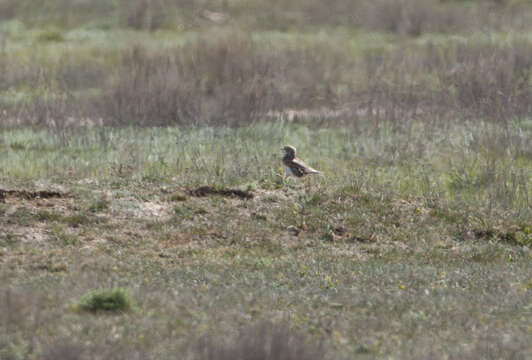 Image of White-winged Lark