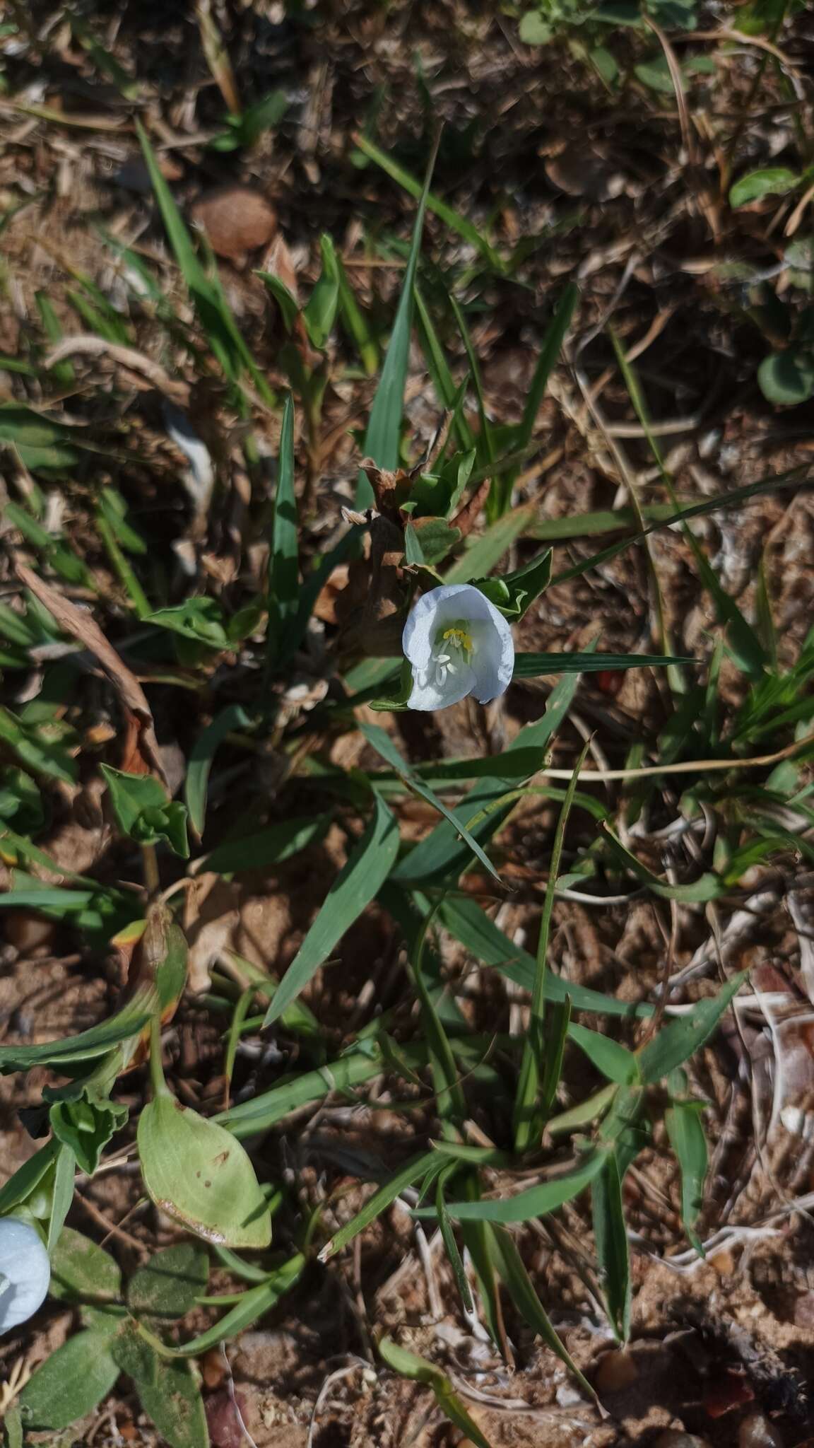 Слика од Commelina platyphylla Klotzsch ex Seub.