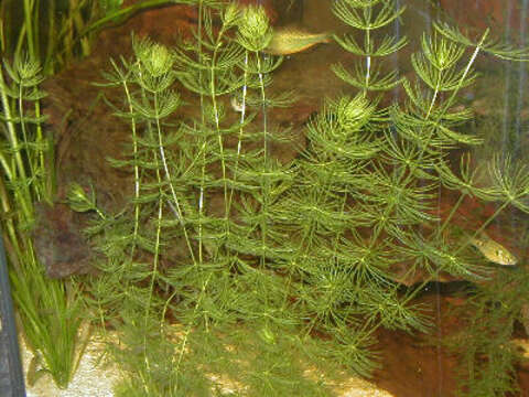 Image of Soft Hornwort