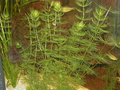 Image of Soft Hornwort