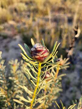 Imagem de Leucadendron sheilae I. J. M. Williams