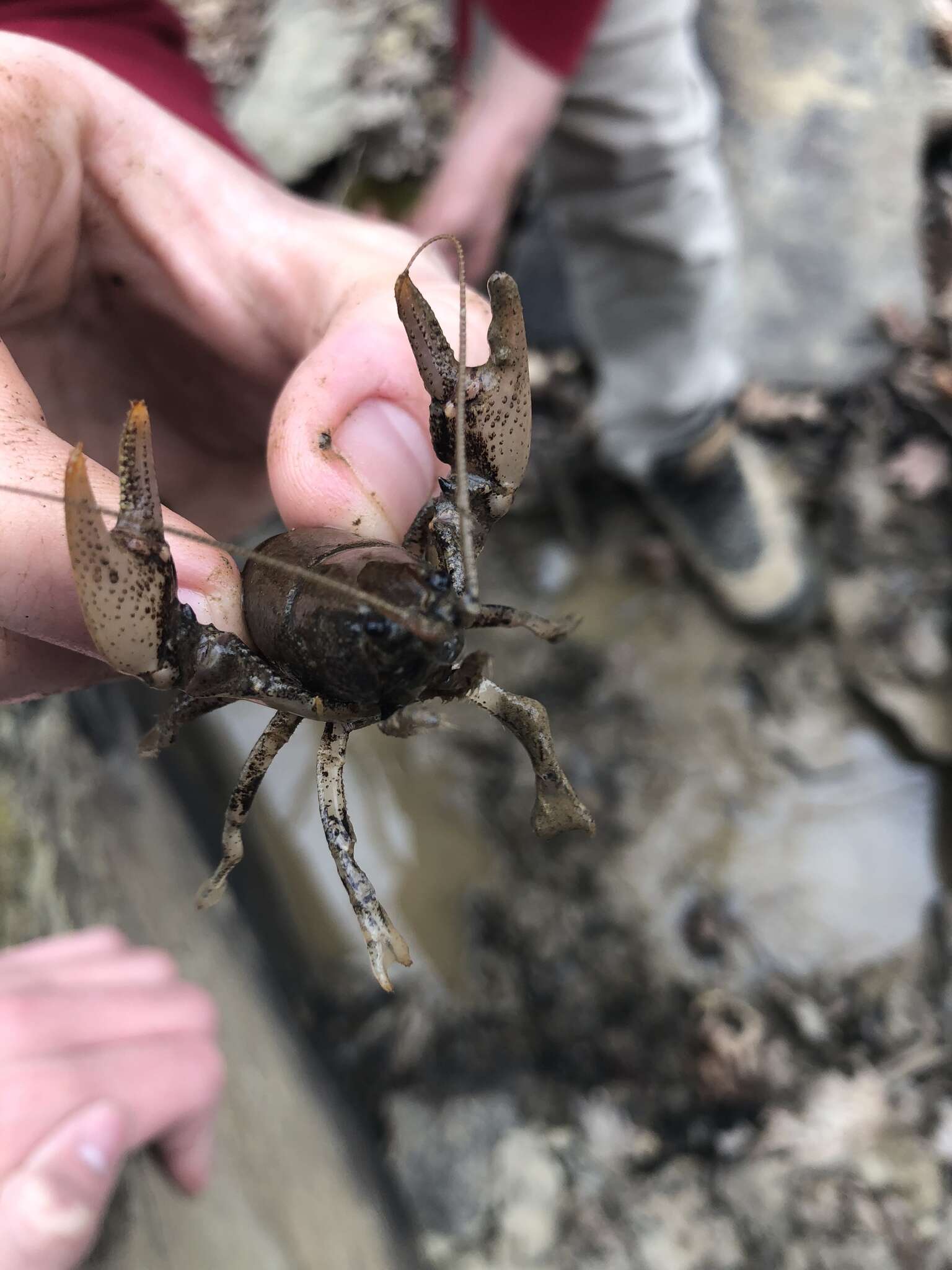 Image of Rock Crayfish