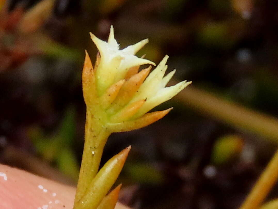 Image of Thesium acuminatum A. W. Hill