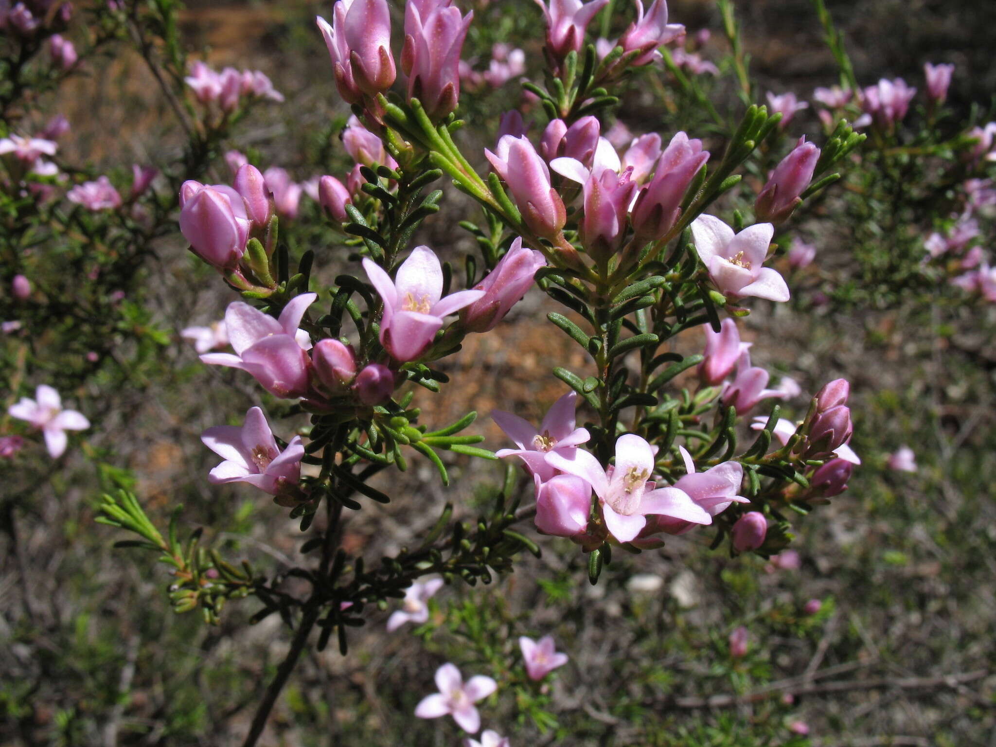 Image of Boronia capitata subsp. clavata P. G. Wilson