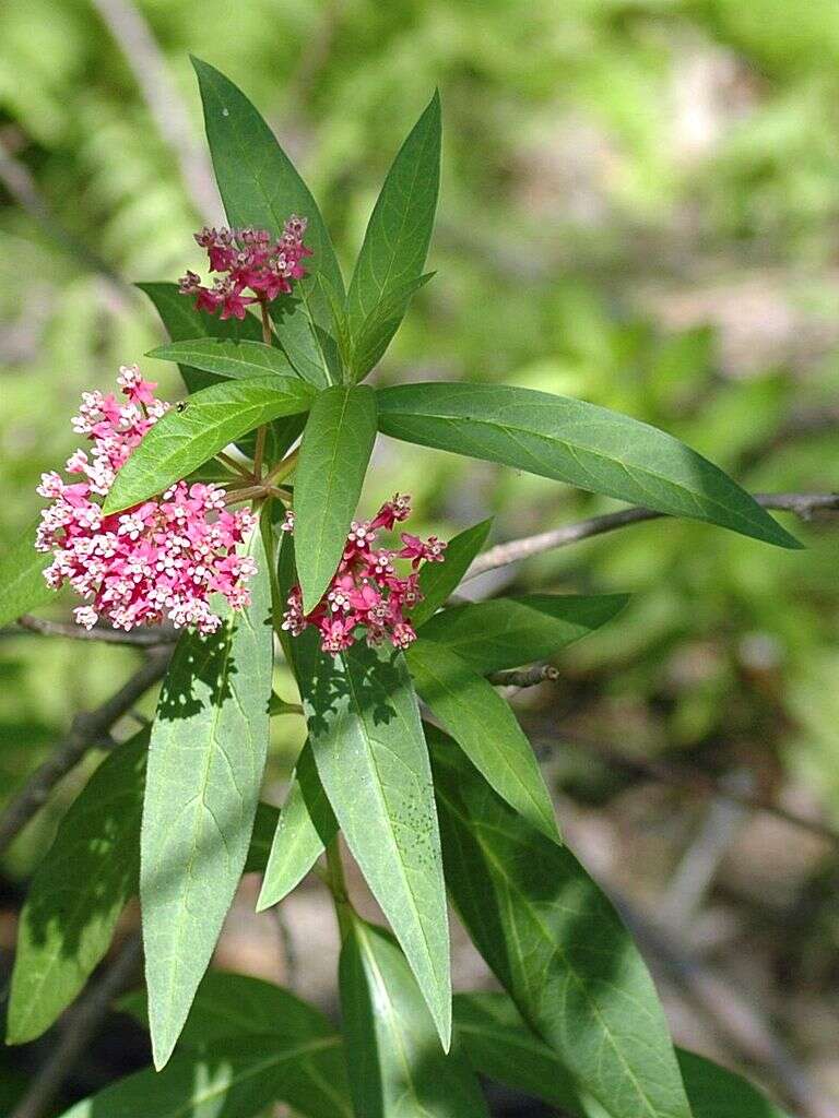 Imagem de Asclepias incarnata L.