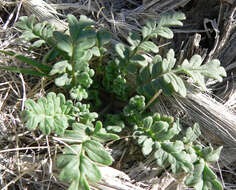 Image of Fremont's phacelia