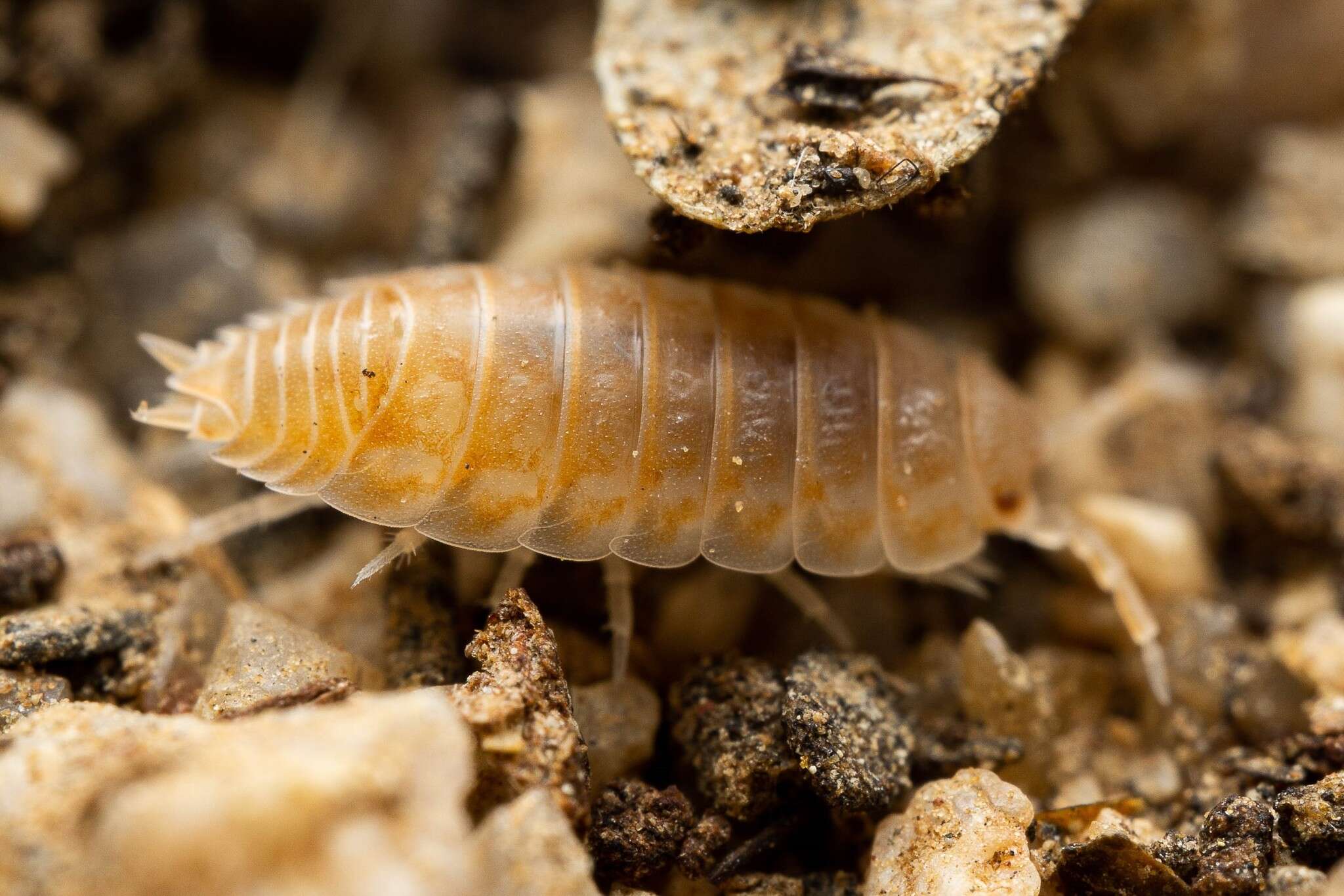 Image of Isopod