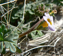 Image of Fremont's phacelia