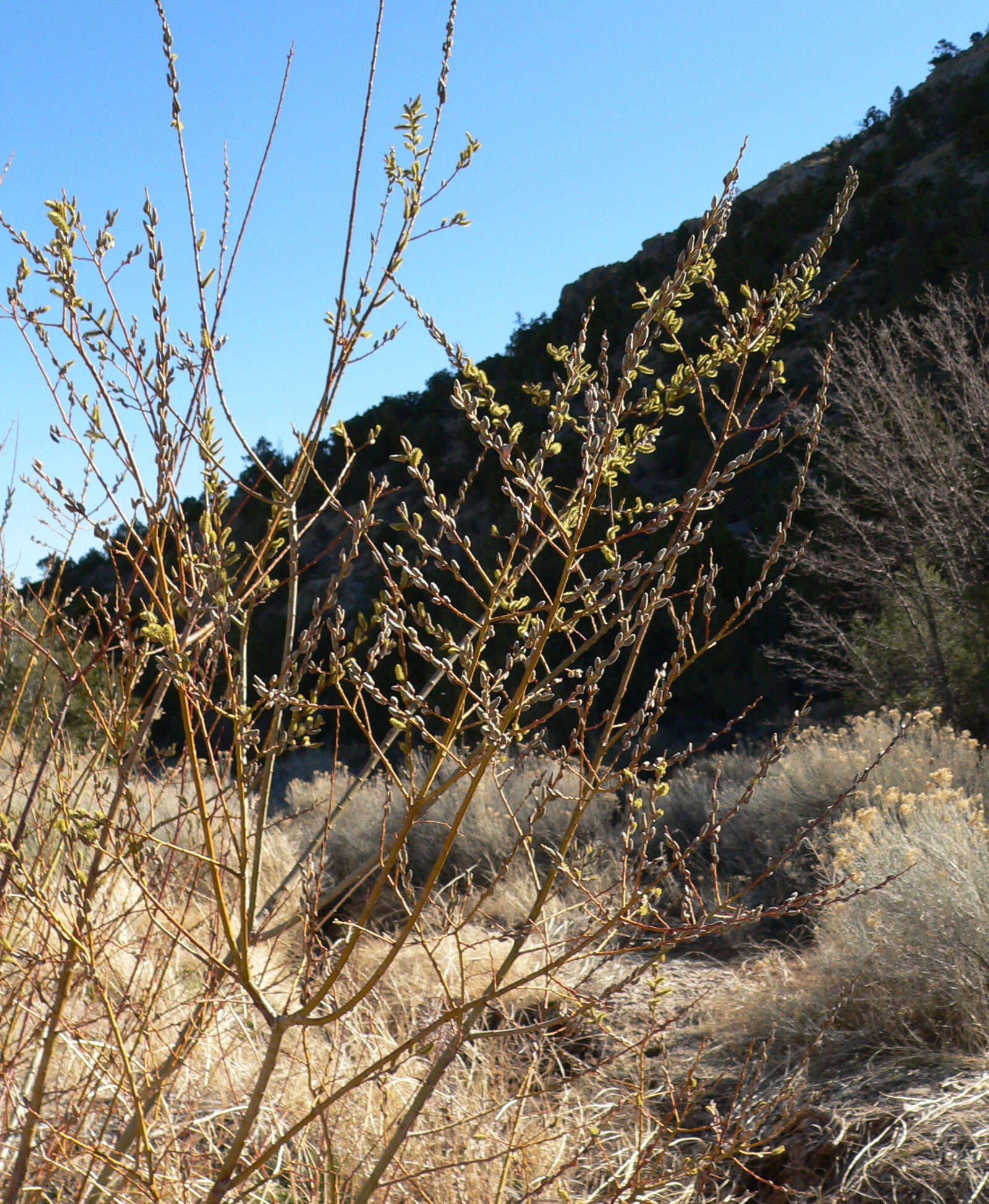 Salix lasiolepis Benth. resmi