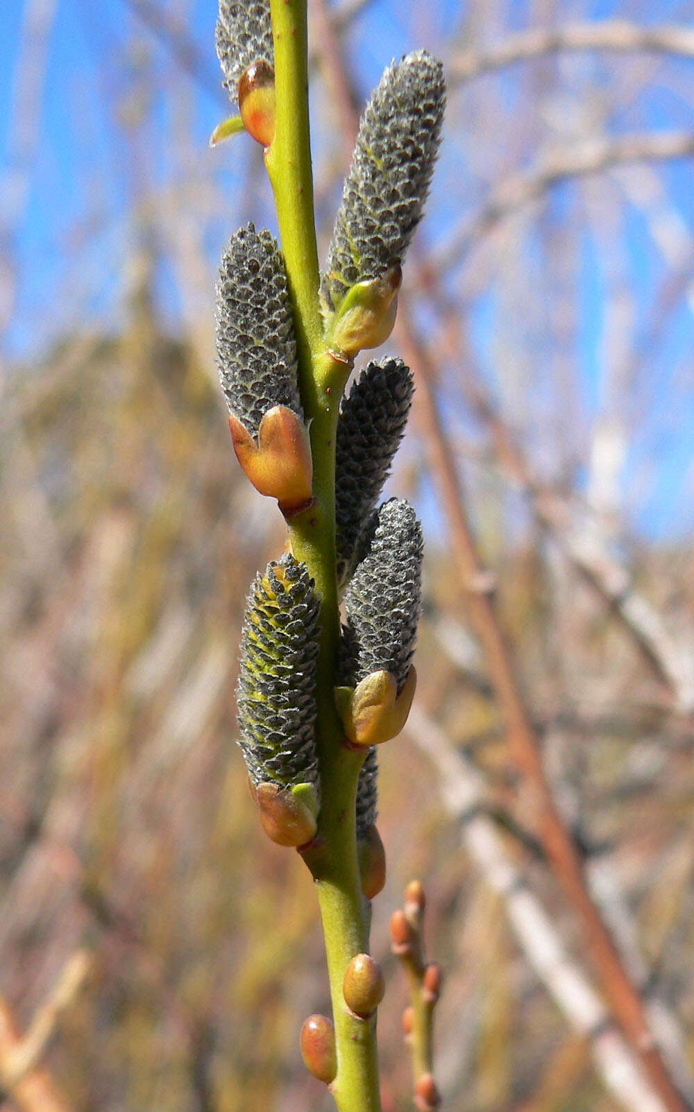 Salix lasiolepis Benth. resmi