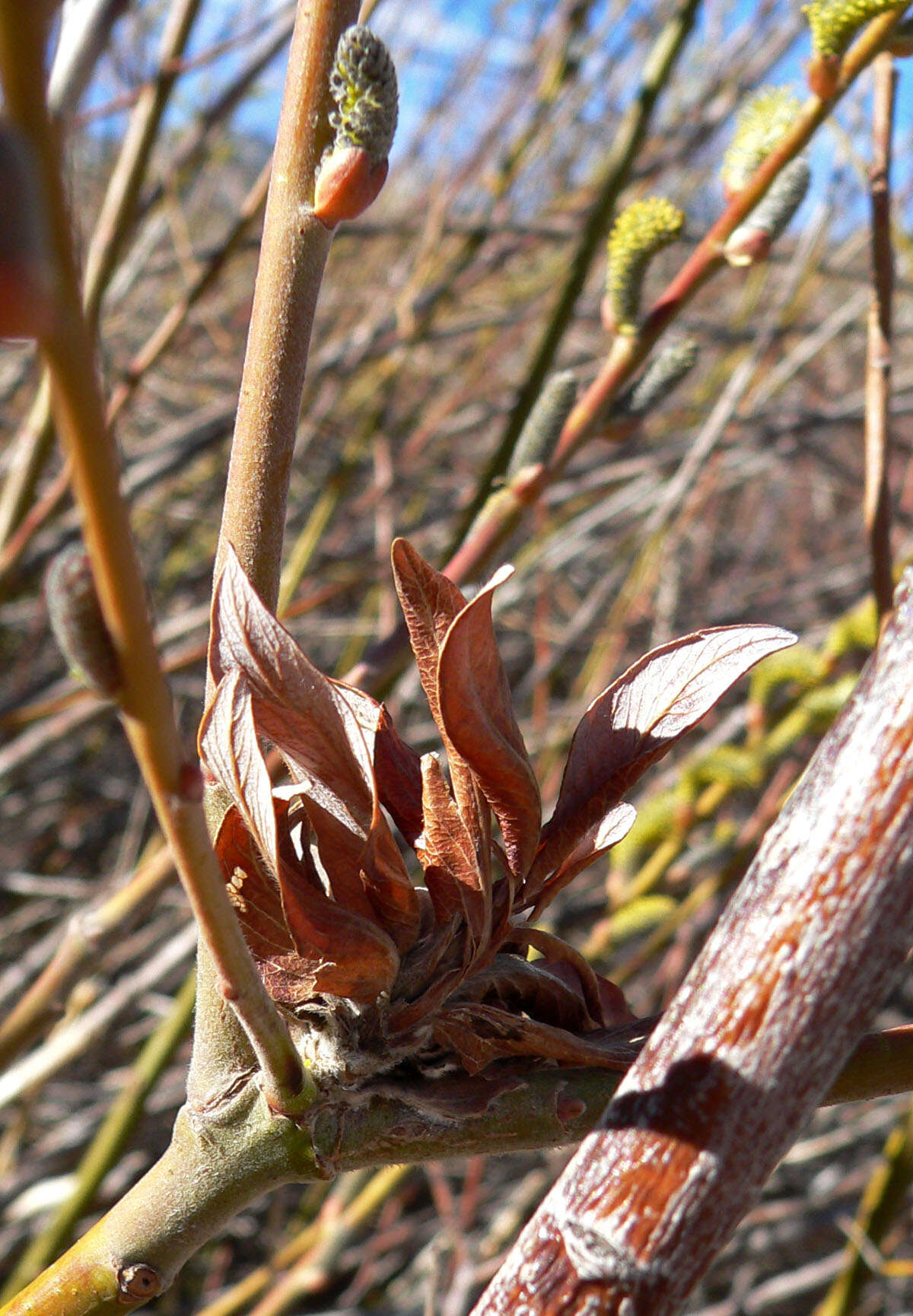 Salix lasiolepis Benth. resmi