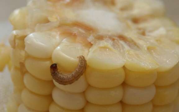 Image of Corn Earworm