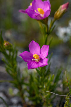 Image of Chironia tetragona L. fil.