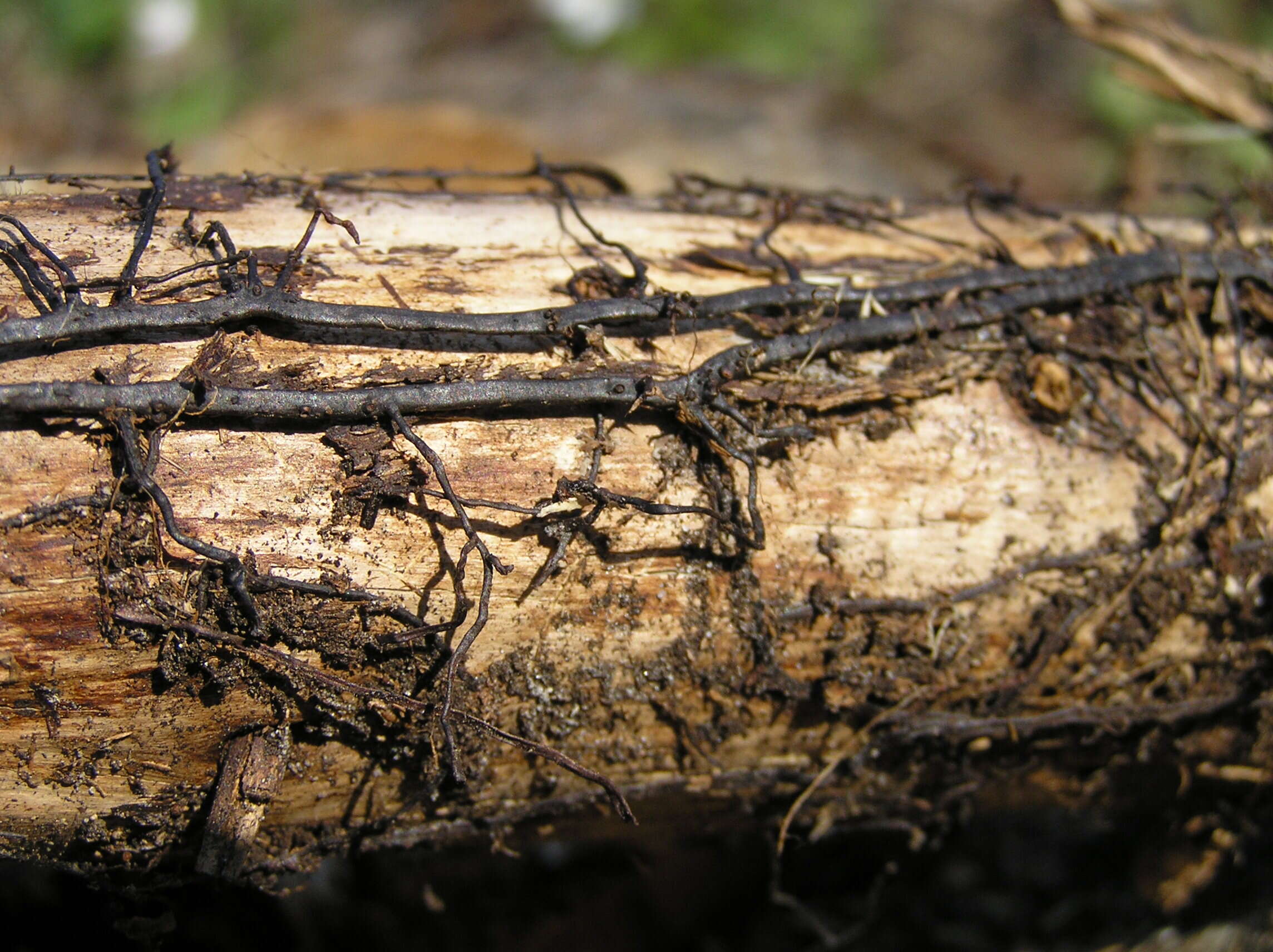 Image of Honey Fungus