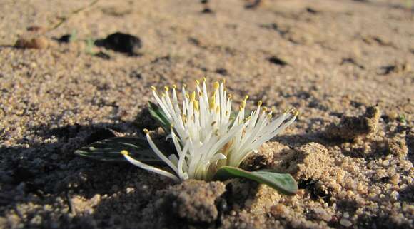 Image of Lachenalia pusilla Jacq.