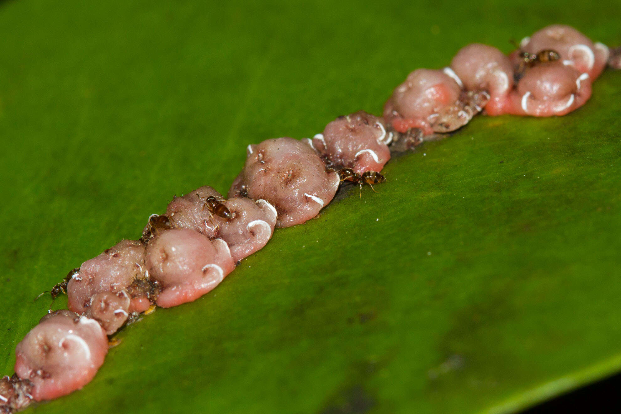 Image of Pink wax scale