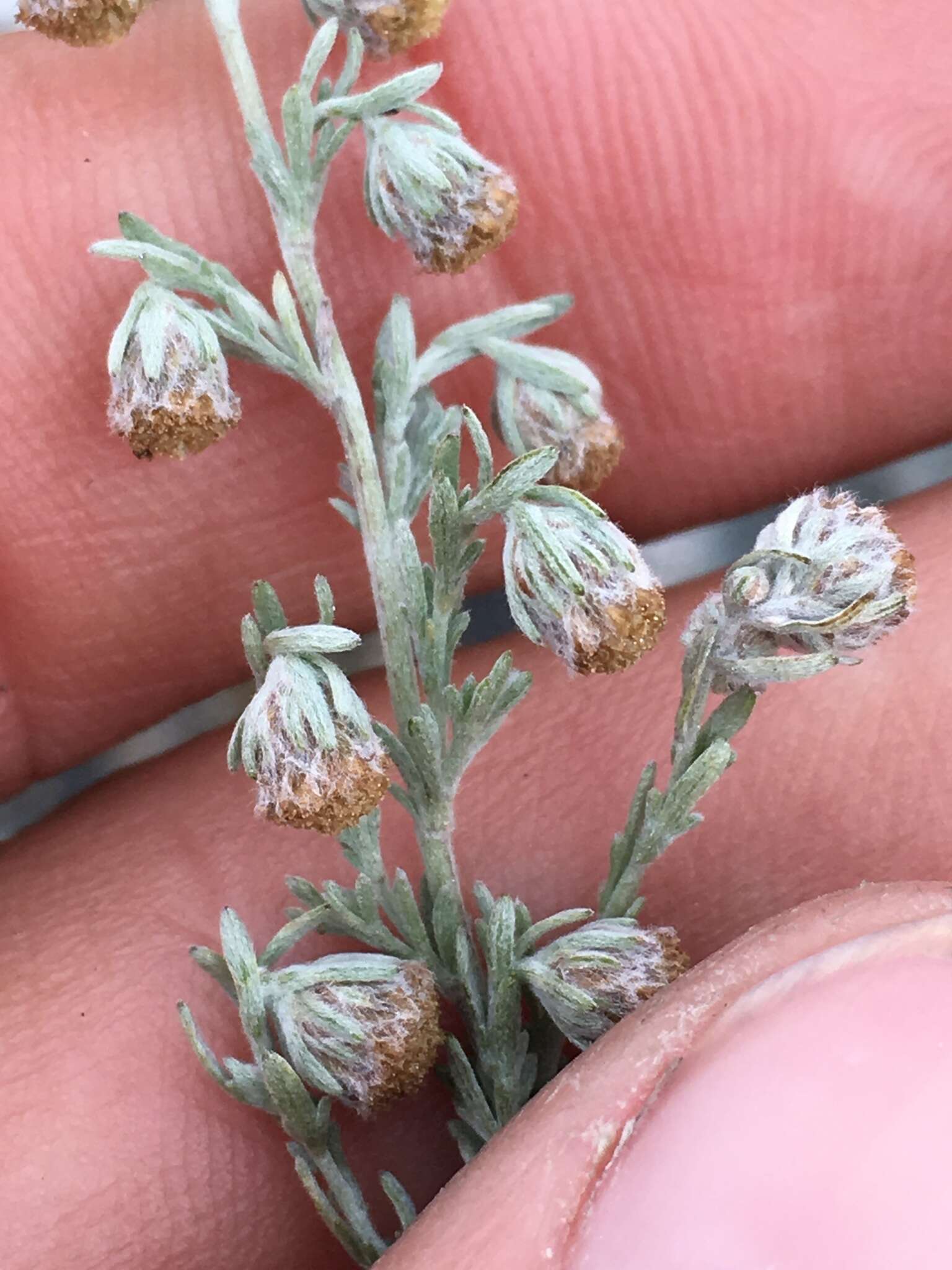 Imagem de Artemisia frigida Willd.