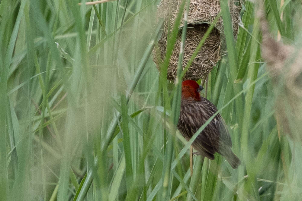 Слика од Quelea cardinalis (Hartlaub 1880)