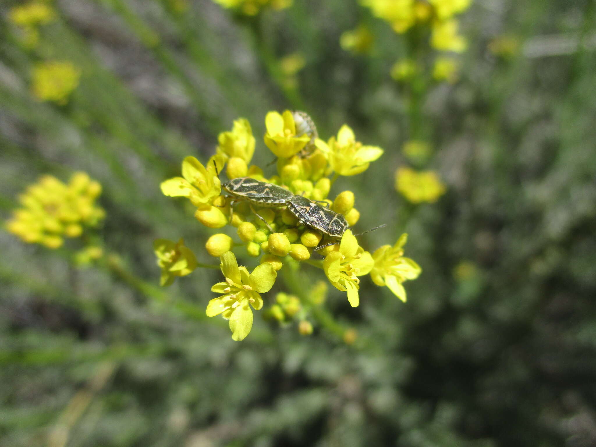 Image of <i>Eurydema lundbladi</i> Lindberg 1960