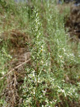 Image of Twiggy Daisy-bush