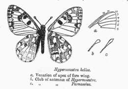 Image of Hypermnestra
