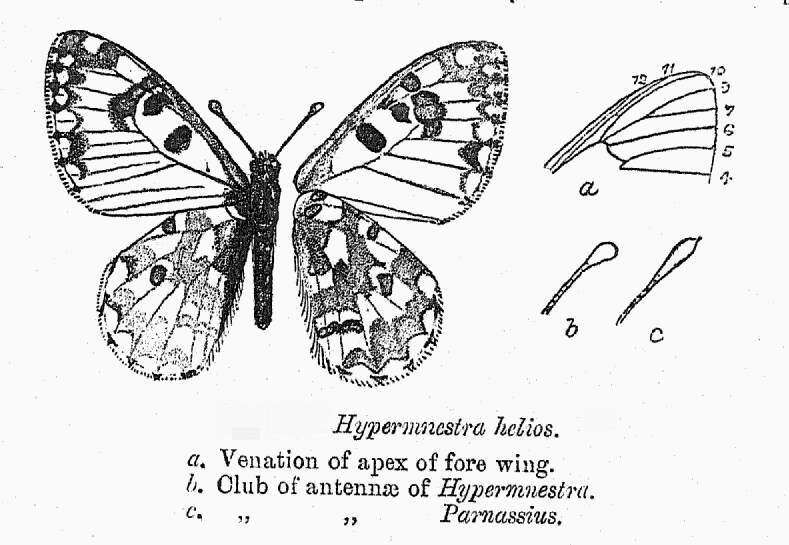 Image of Hypermnestra
