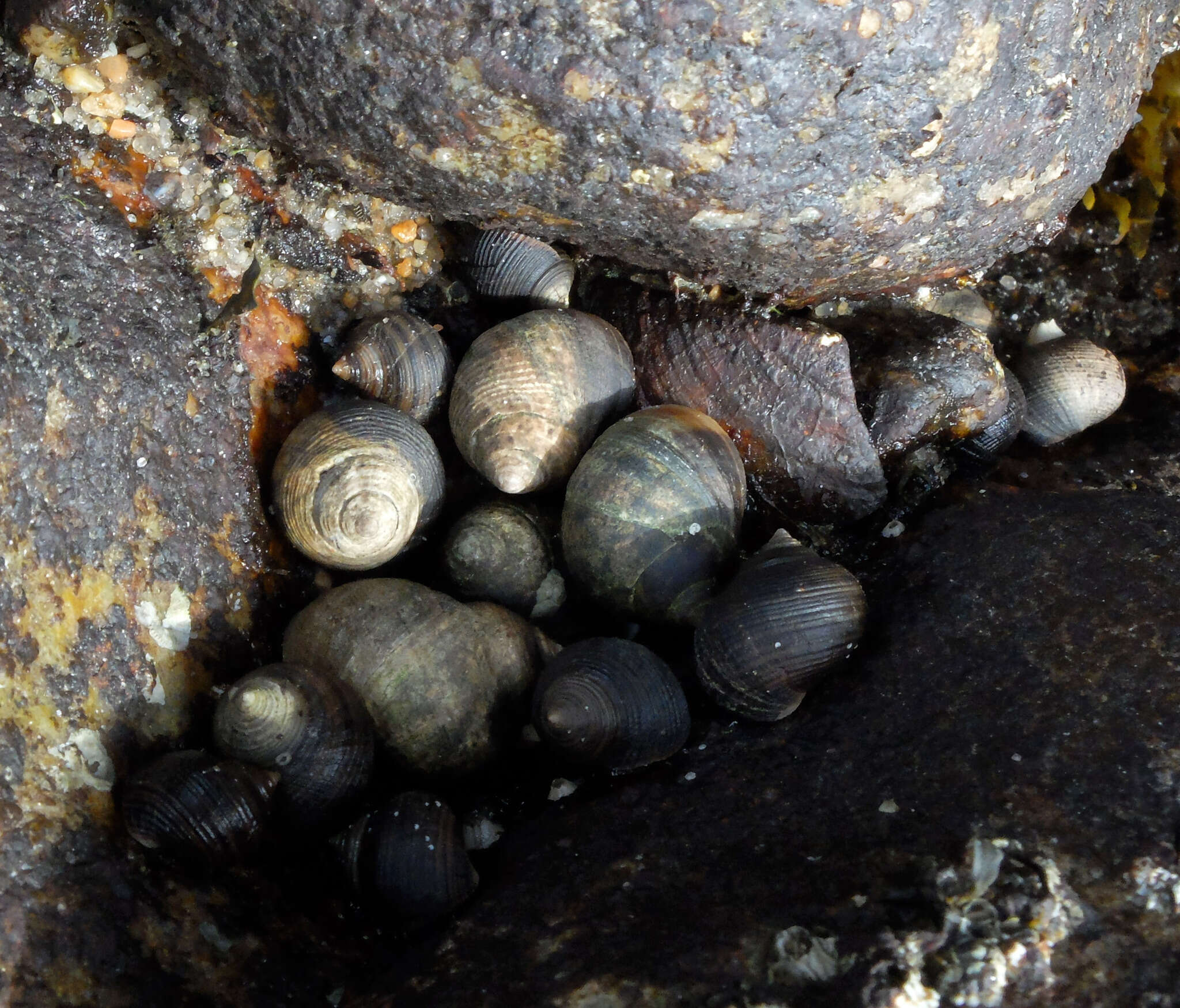 Image of Edible periwinkle