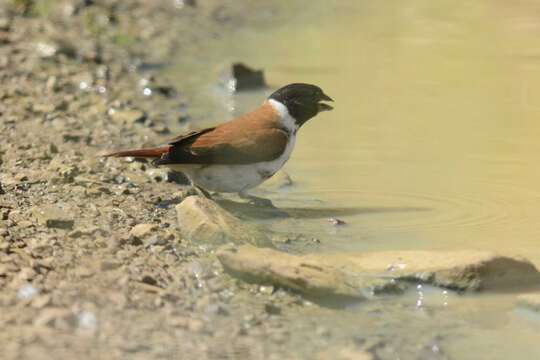 Image of Black-headed Canary