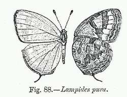 Imagem de Jamides pura (Moore 1886)