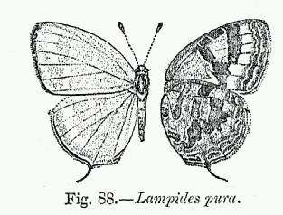 Image of Jamides pura (Moore 1886)