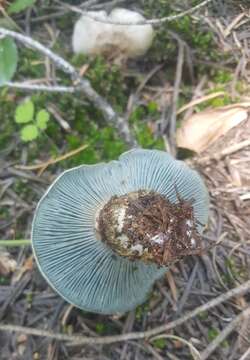 Image of Hygrophorus caeruleus O. K. Mill. 1984