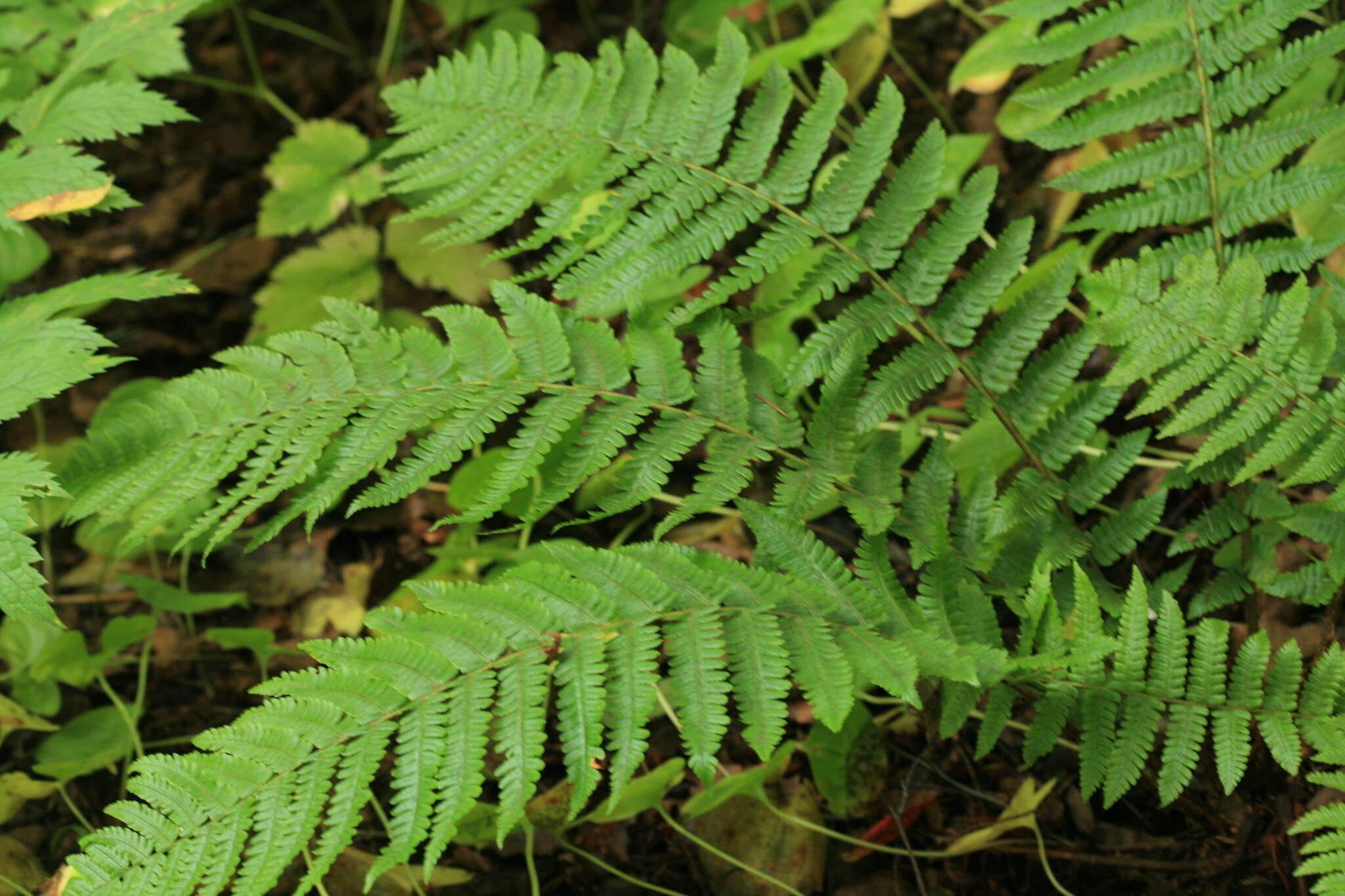 Image of Dryopteris crassirhizoma Nakai