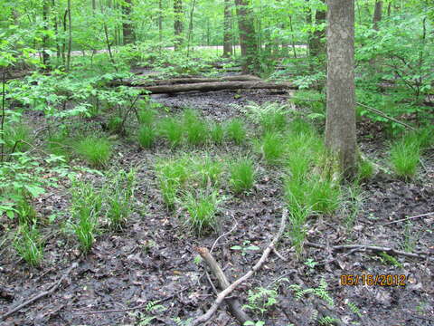 Image of northern spicebush