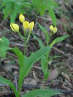 Слика од Cephalanthera falcata (Thunb.) Blume