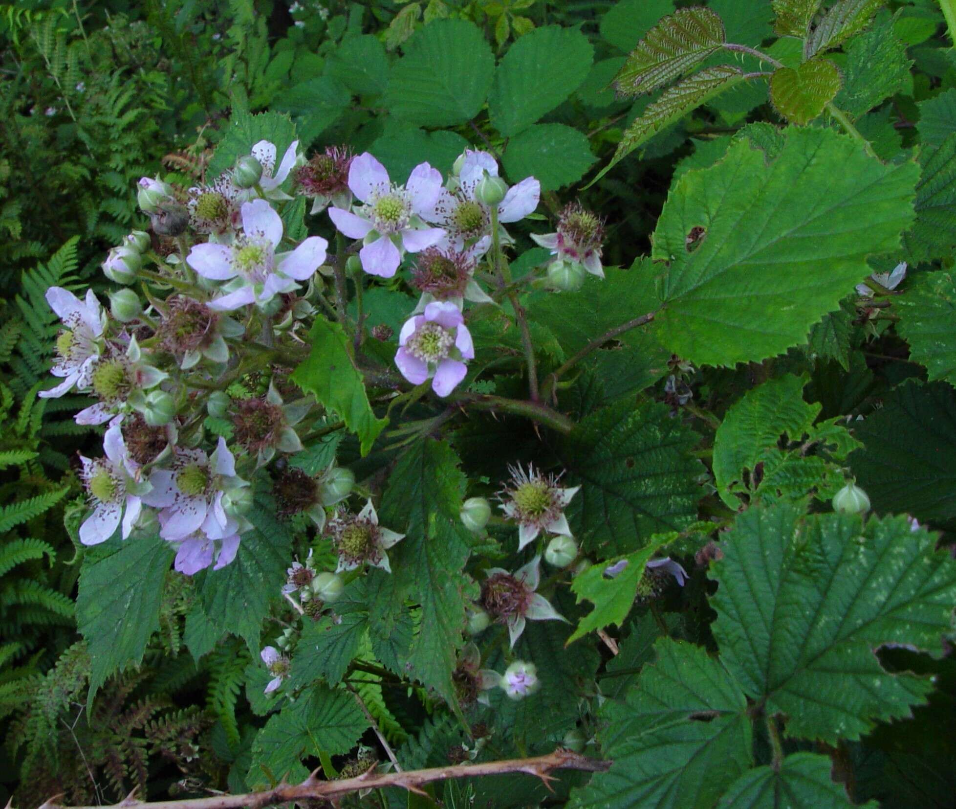 Image of Rubus nemoralis P. J. Müll.