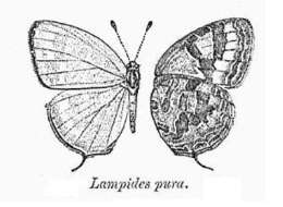 Imagem de Jamides pura (Moore 1886)