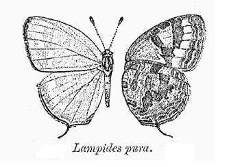 Image of Jamides pura (Moore 1886)