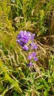 Imagem de Campanula glomerata subsp. farinosa (Rochel ex Besser) Kirschl.